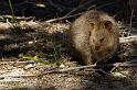 016 Rottnest Island, quokka